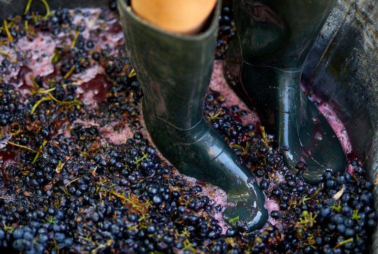 Napa Valley Wine and Grape Stomp Experience Owner Events Marriott